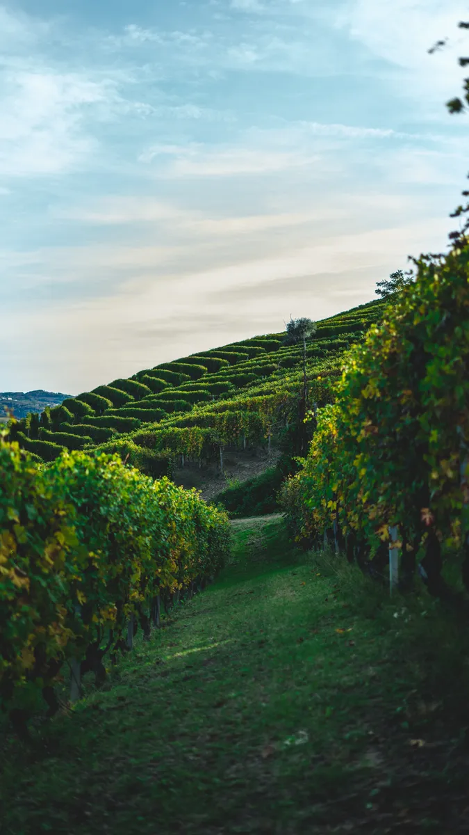 Best Things to do In the Langhe Region
